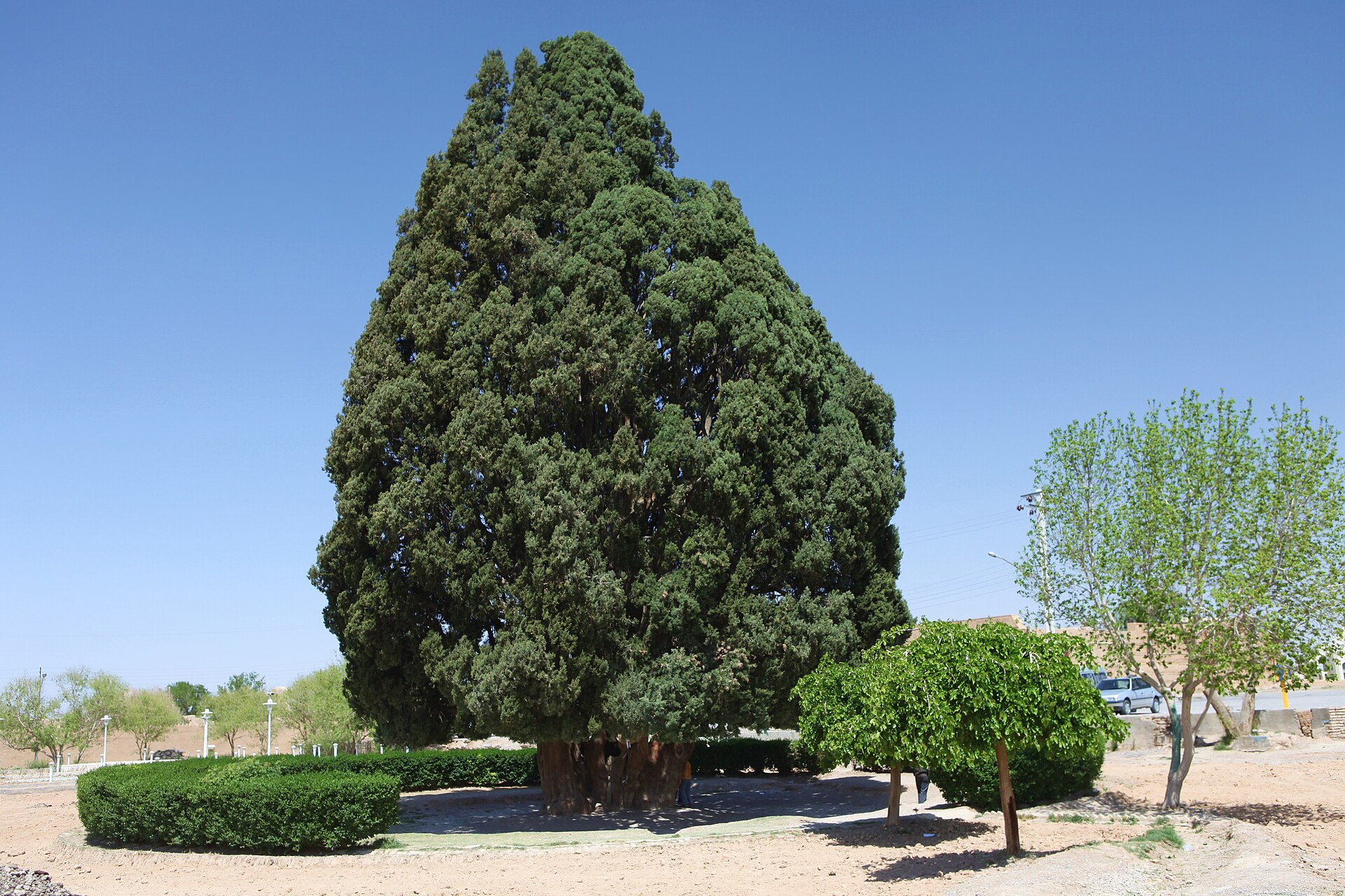 The four-thousand-year cypress of Abarkuh